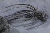Double Heliopeltis Trilobite Specimen - Very Rare, Spiny Species #359155-6